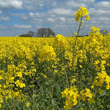 Reetdachhaus In Seenaehe, Ruhige Lage, Kamin & Terrasse Feriehus *