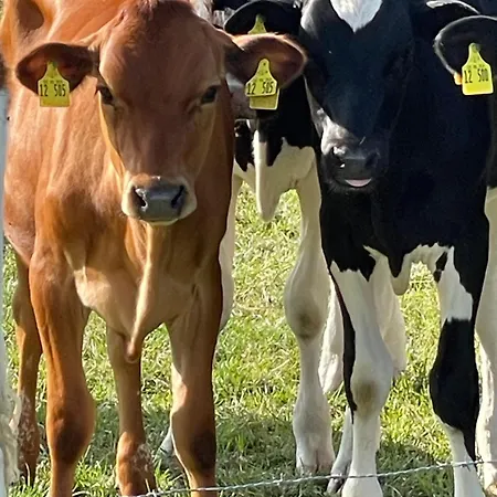 Feriehus Reetdachhaus In Seenaehe, Ruhige Lage, Kamin & Terrasse Seedorf (Segeberg)