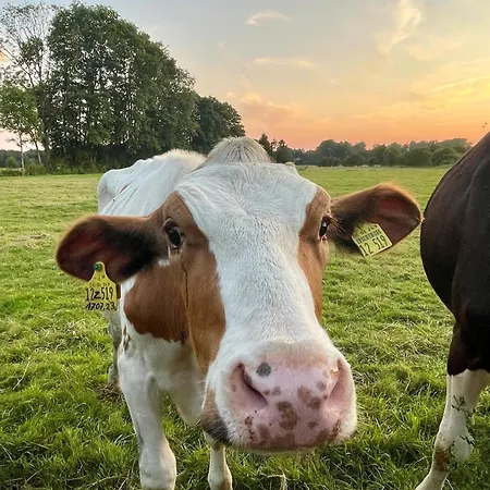 Tatil Evi Reetdachhaus In Seenaehe, Ruhige Lage, Kamin & Terrasse *